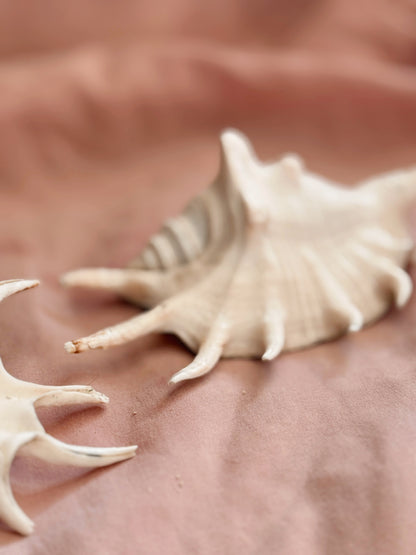 Vintage Spider Conch Shell