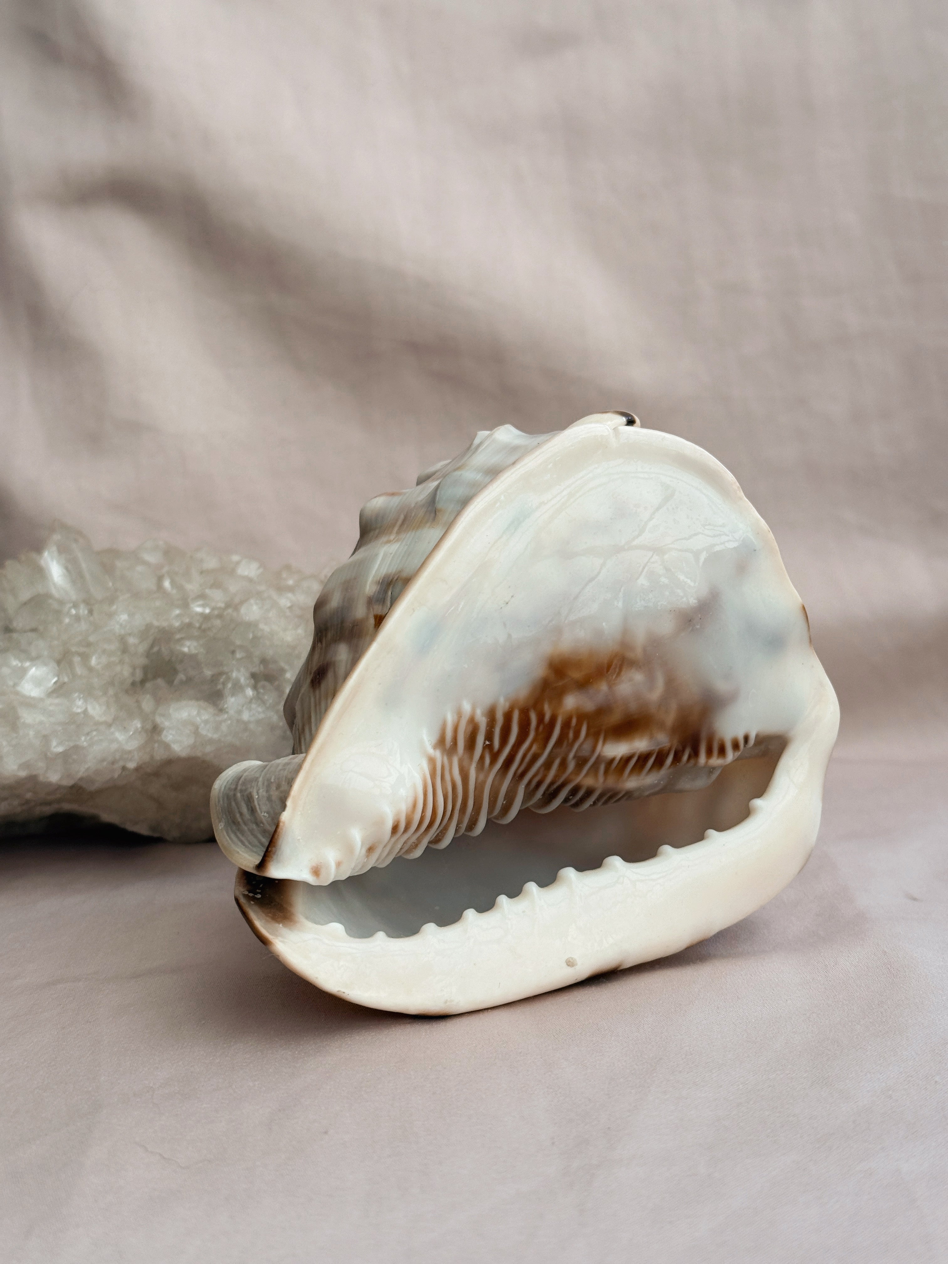 Vintage King Conch Shell