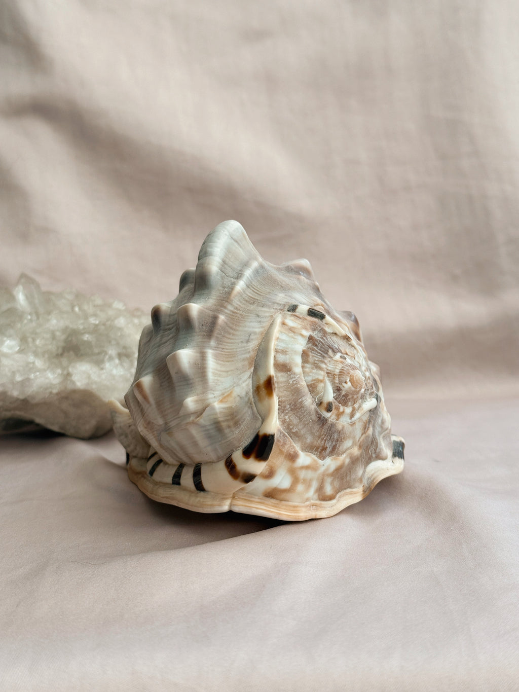 Vintage King Conch Shell
