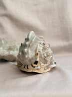 Vintage King Conch Shell