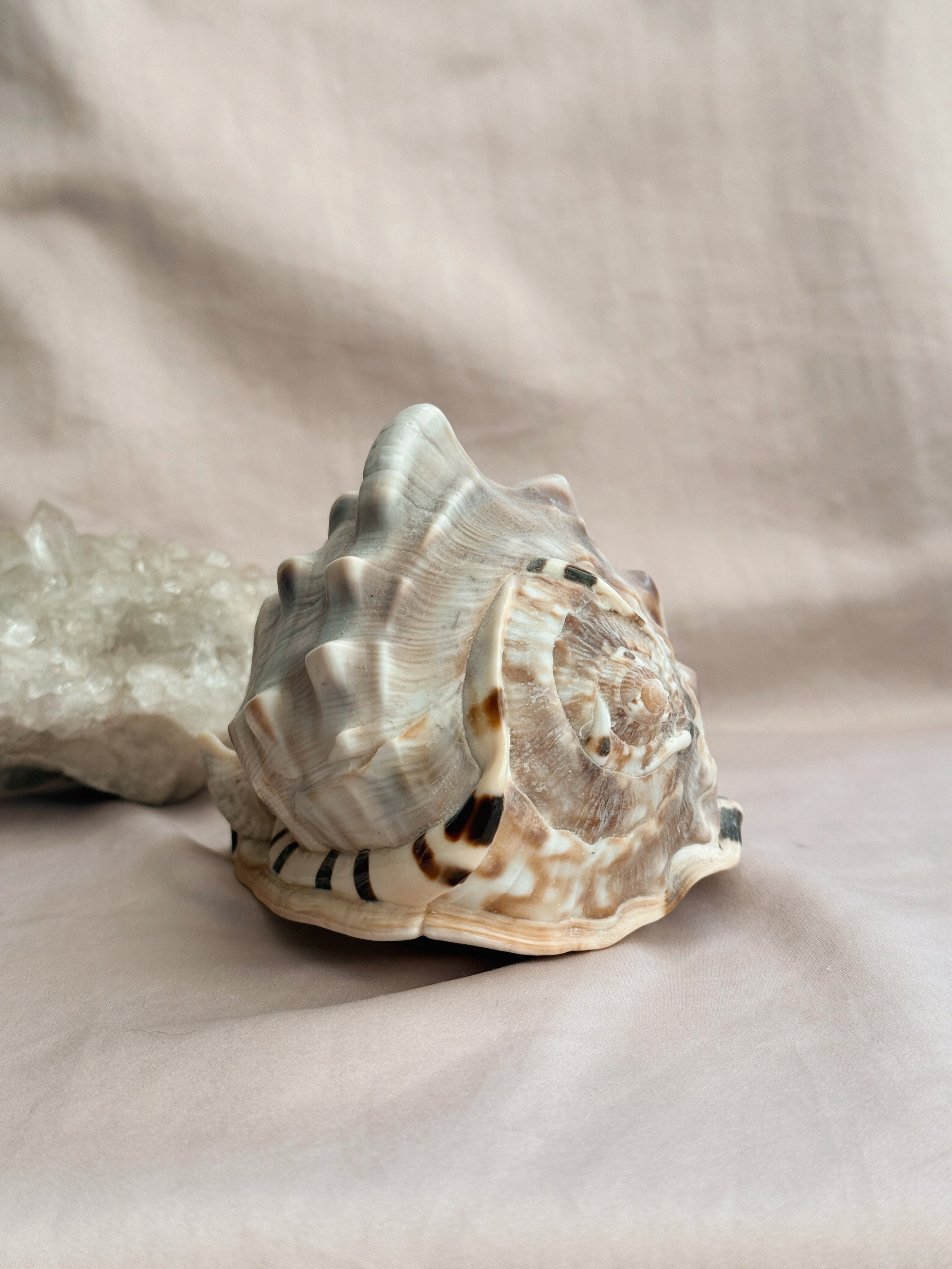 Vintage King Conch Shell
