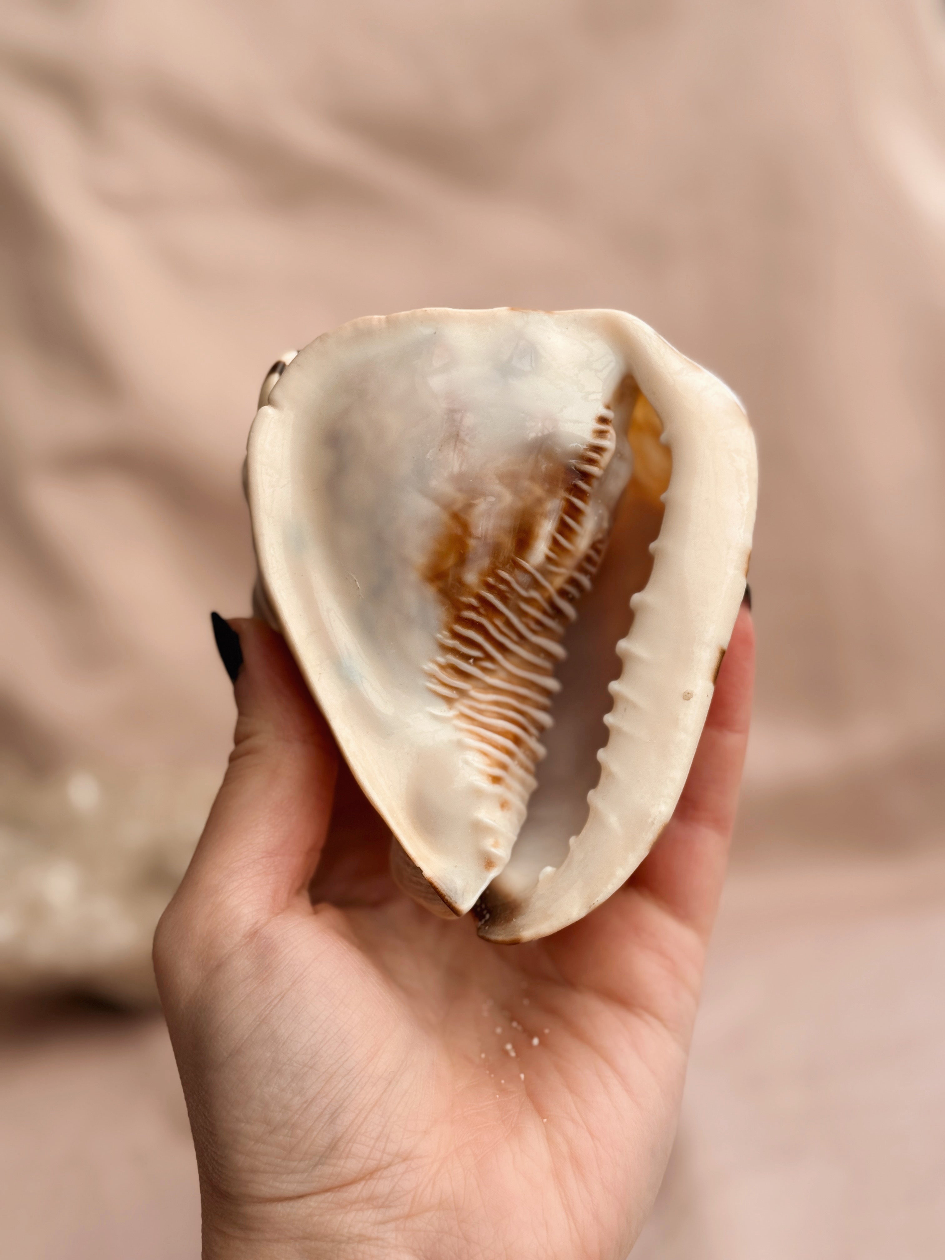 Vintage King Conch Shell