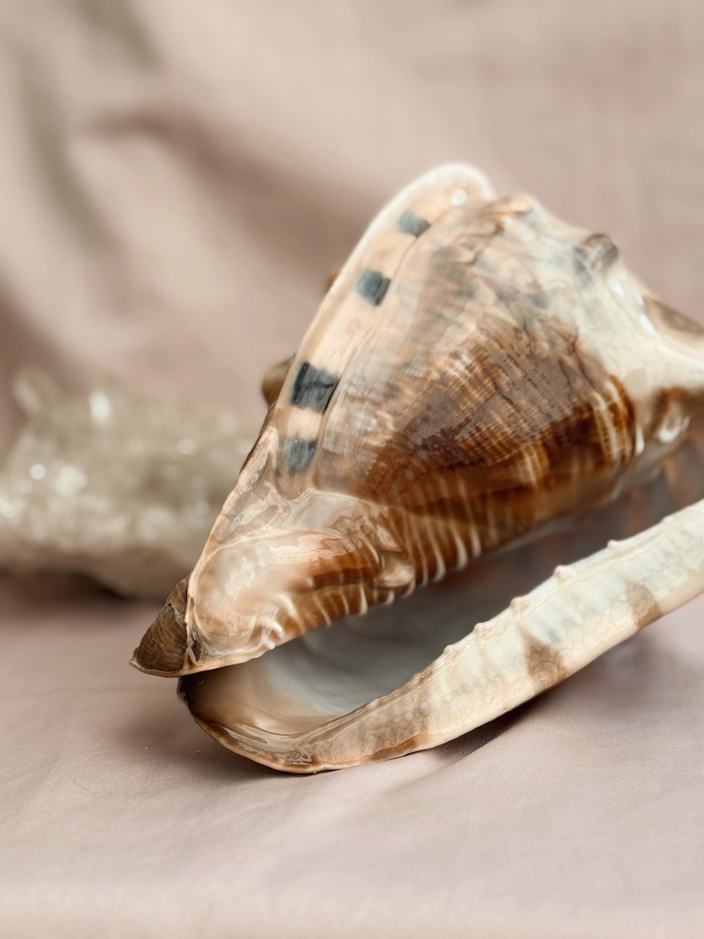 Vintage Large King Conch Shell