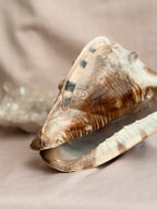 Vintage Large King Conch Shell