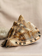 Vintage Large King Conch Shell