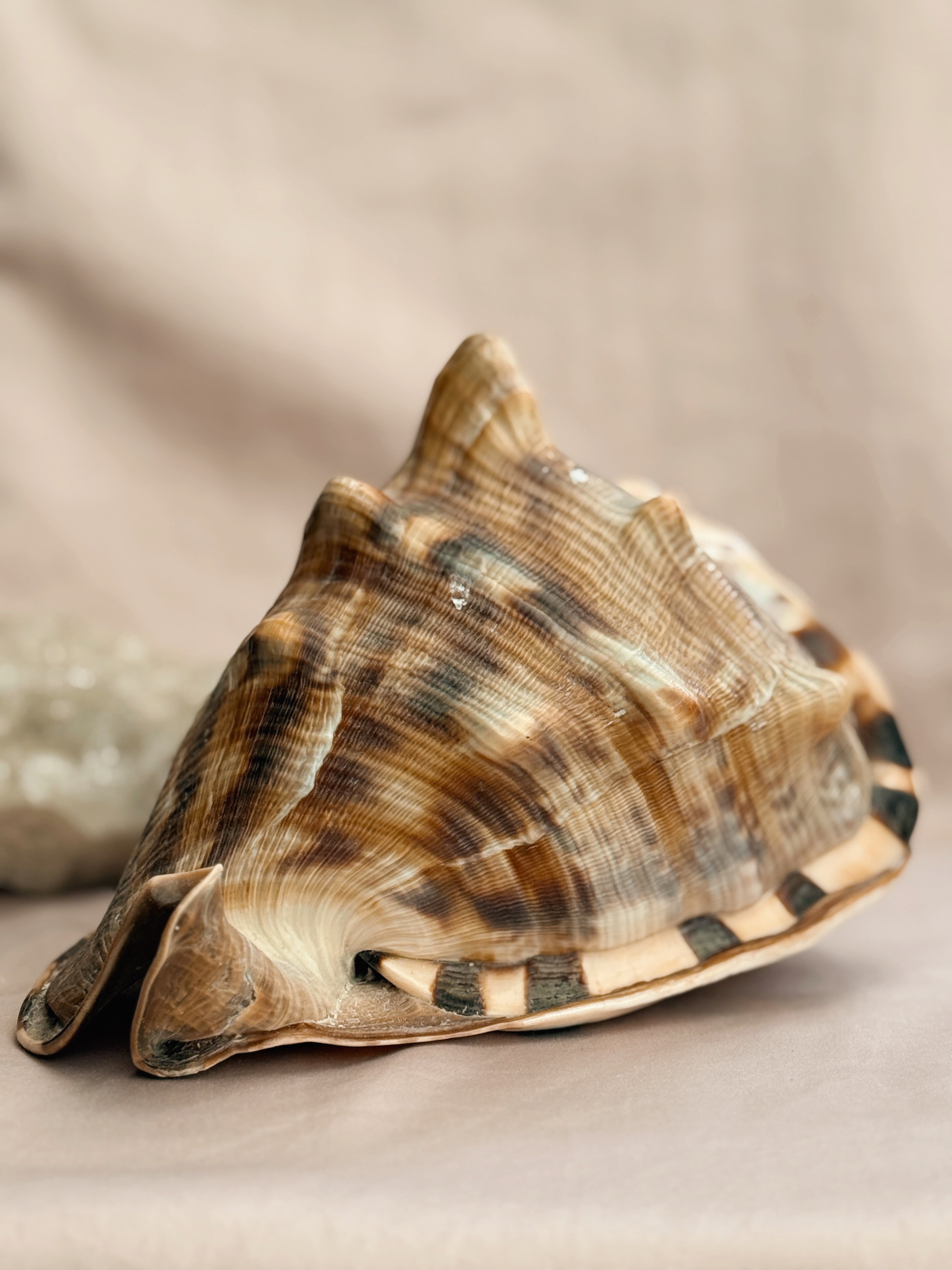 Vintage Large King Conch Shell