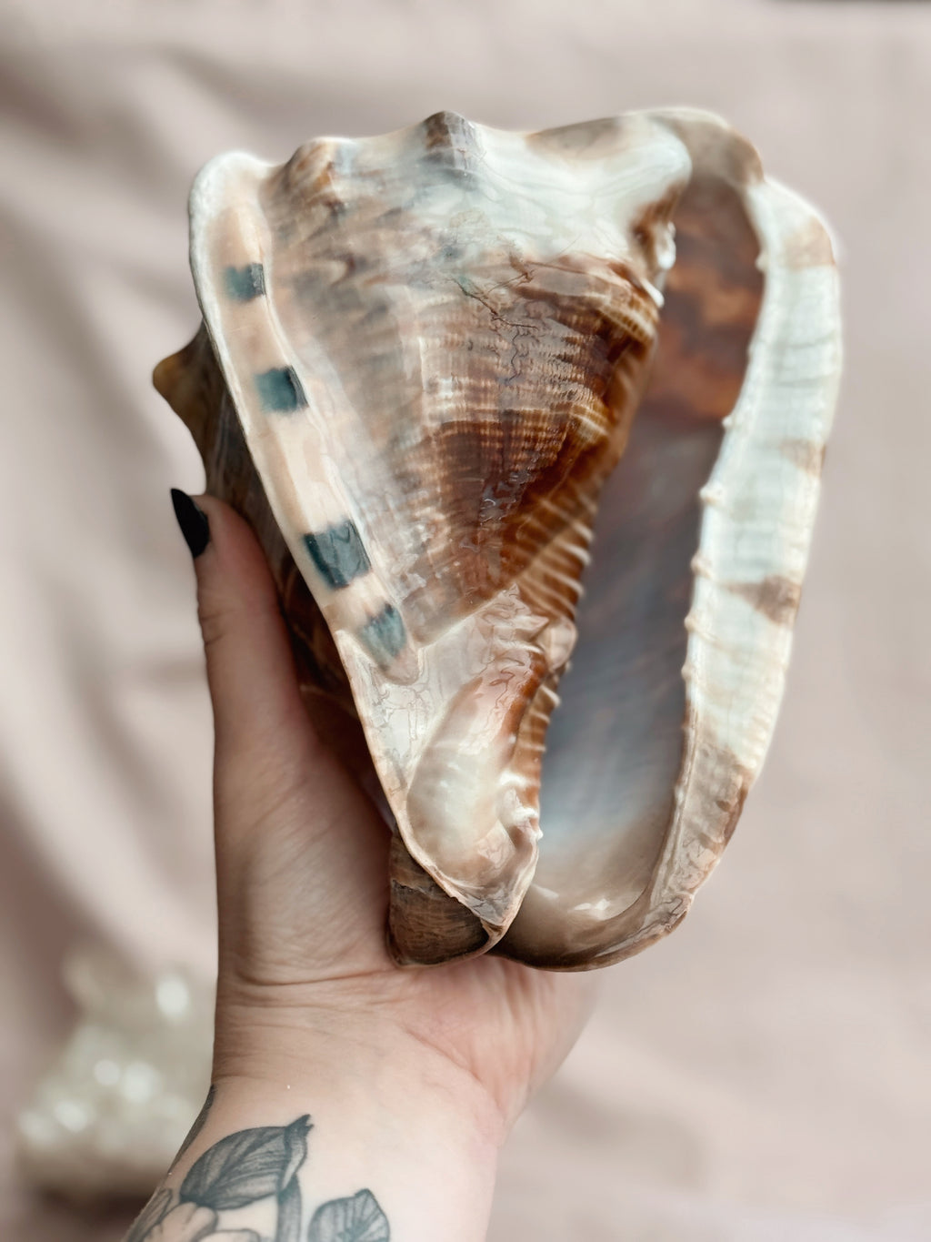 Vintage Large King Conch Shell
