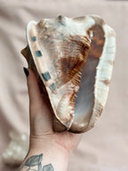 Vintage Large King Conch Shell
