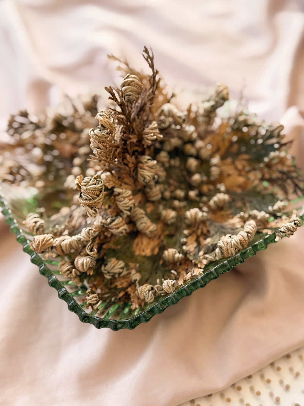 Rose Of Jericho Plant | Resurrection Plant