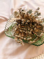 Rose Of Jericho Plant | Resurrection Plant