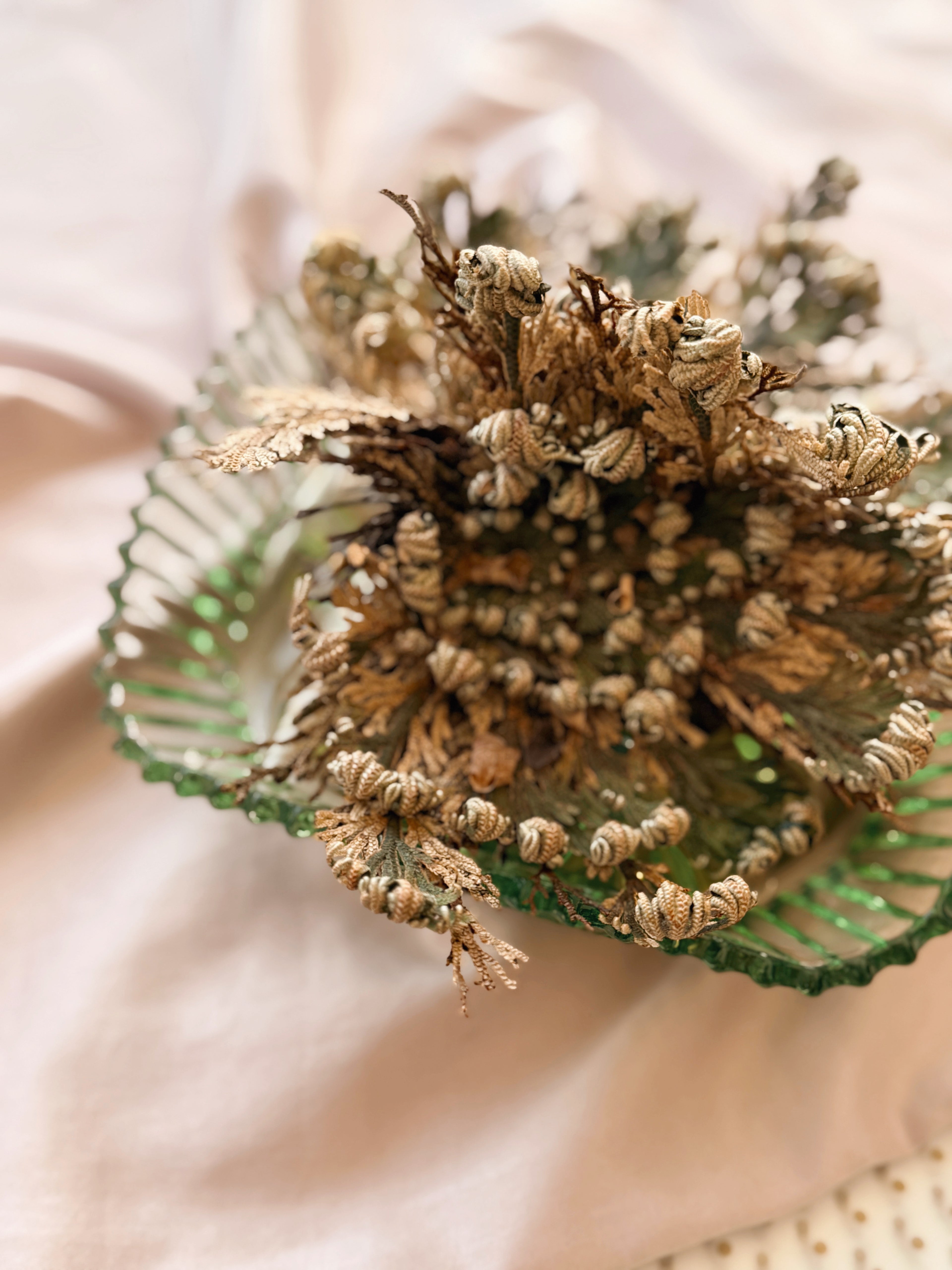 Rose Of Jericho Plant | Resurrection Plant