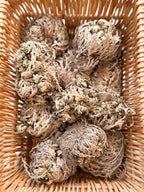 Rose Of Jericho Plant | Resurrection Plant