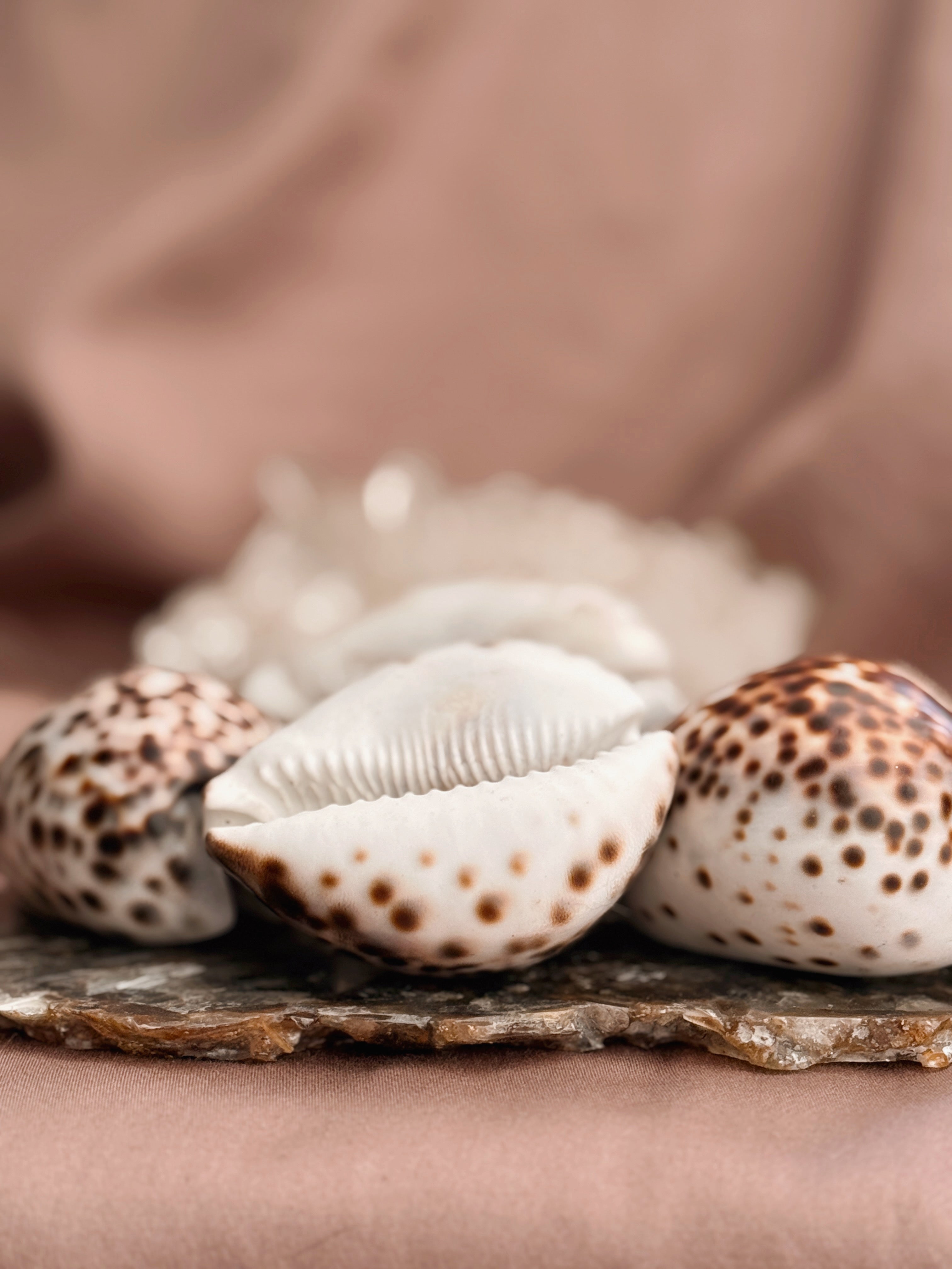 Vintage Small Cowrie Shells