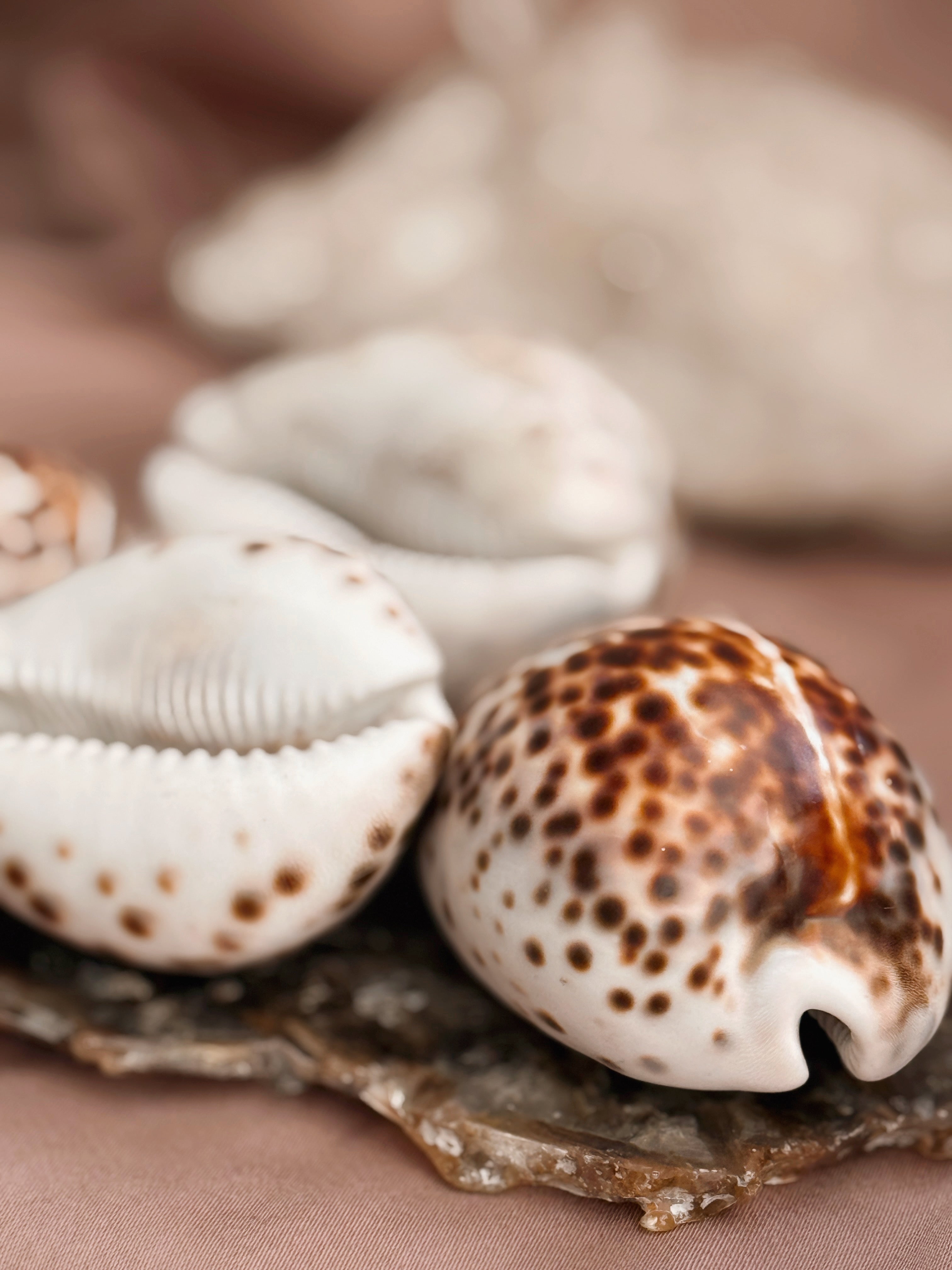 Vintage Small Cowrie Shells