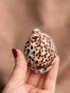 Vintage Small Cowrie Shells