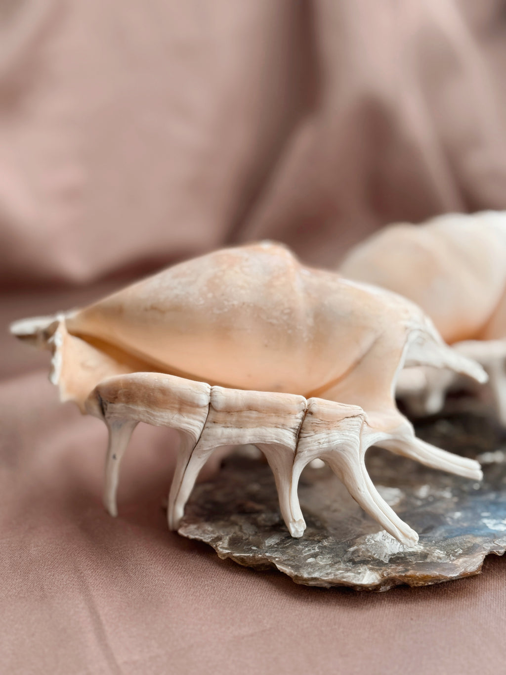 Vintage Spider Conch Shell