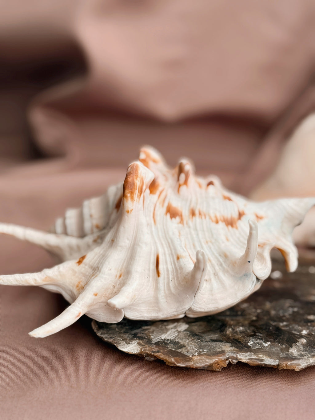 Vintage Spider Conch Shell
