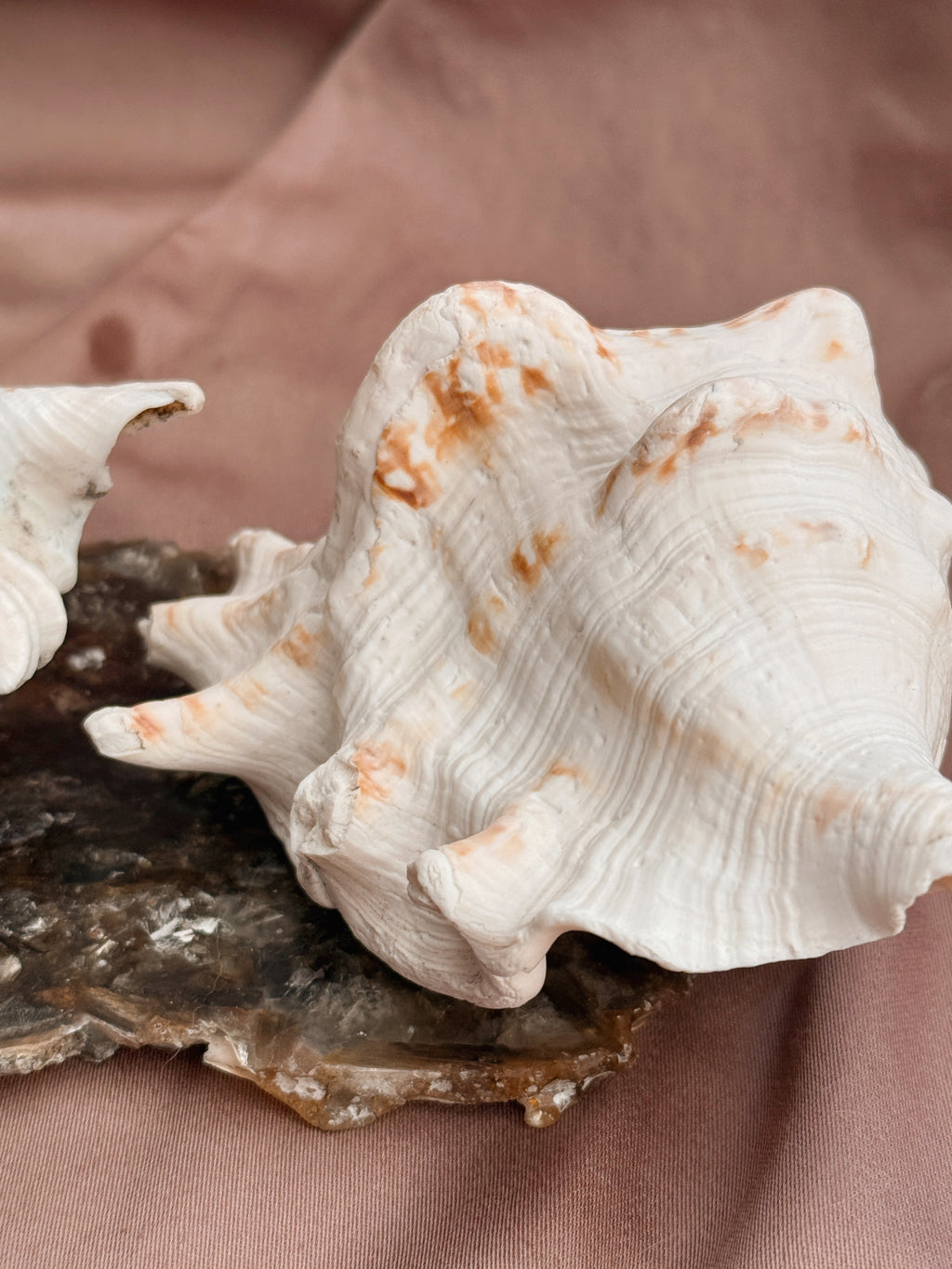 Vintage Spider Conch Shell