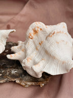 Vintage Spider Conch Shell