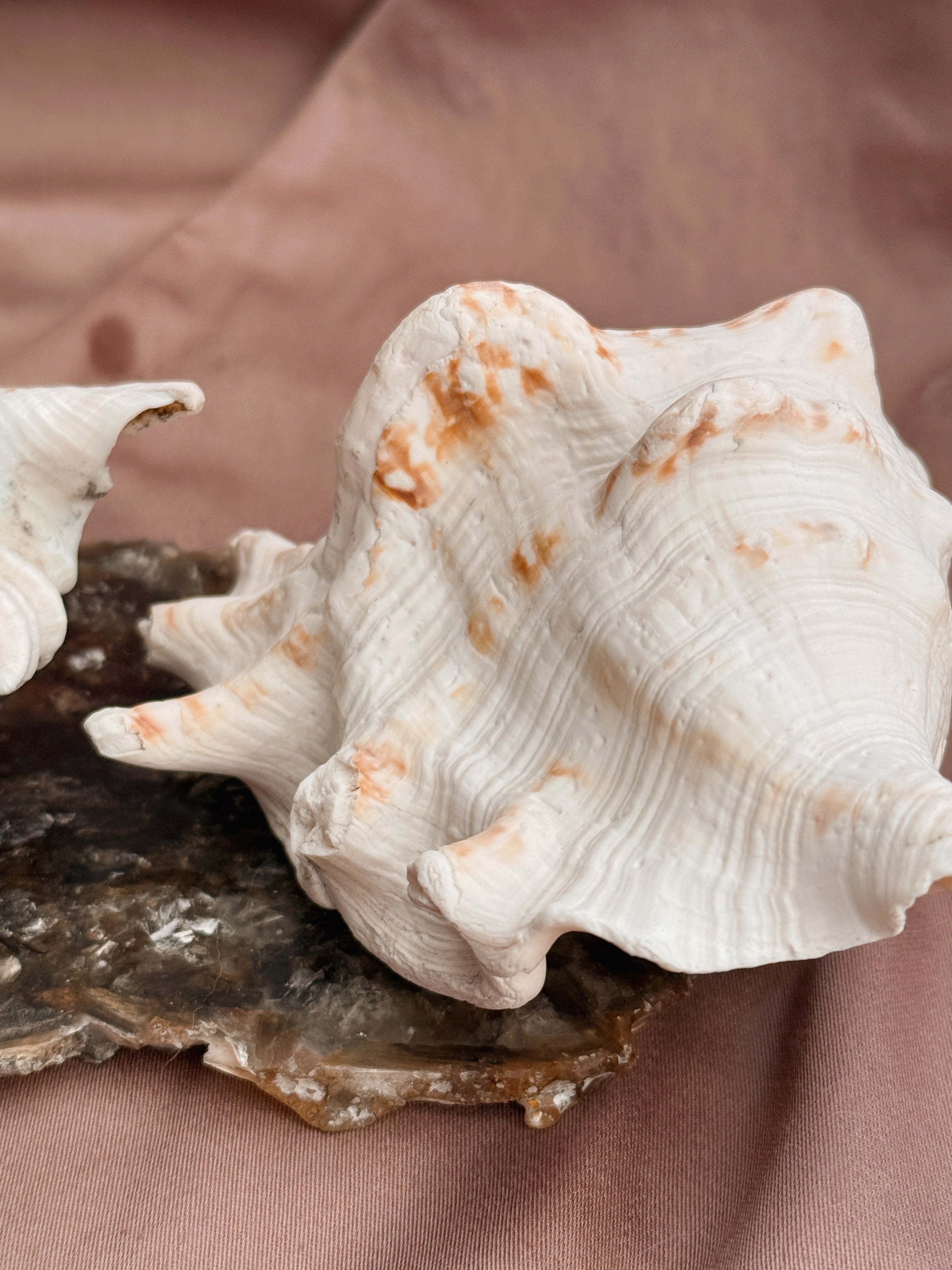 Vintage Spider Conch Shell