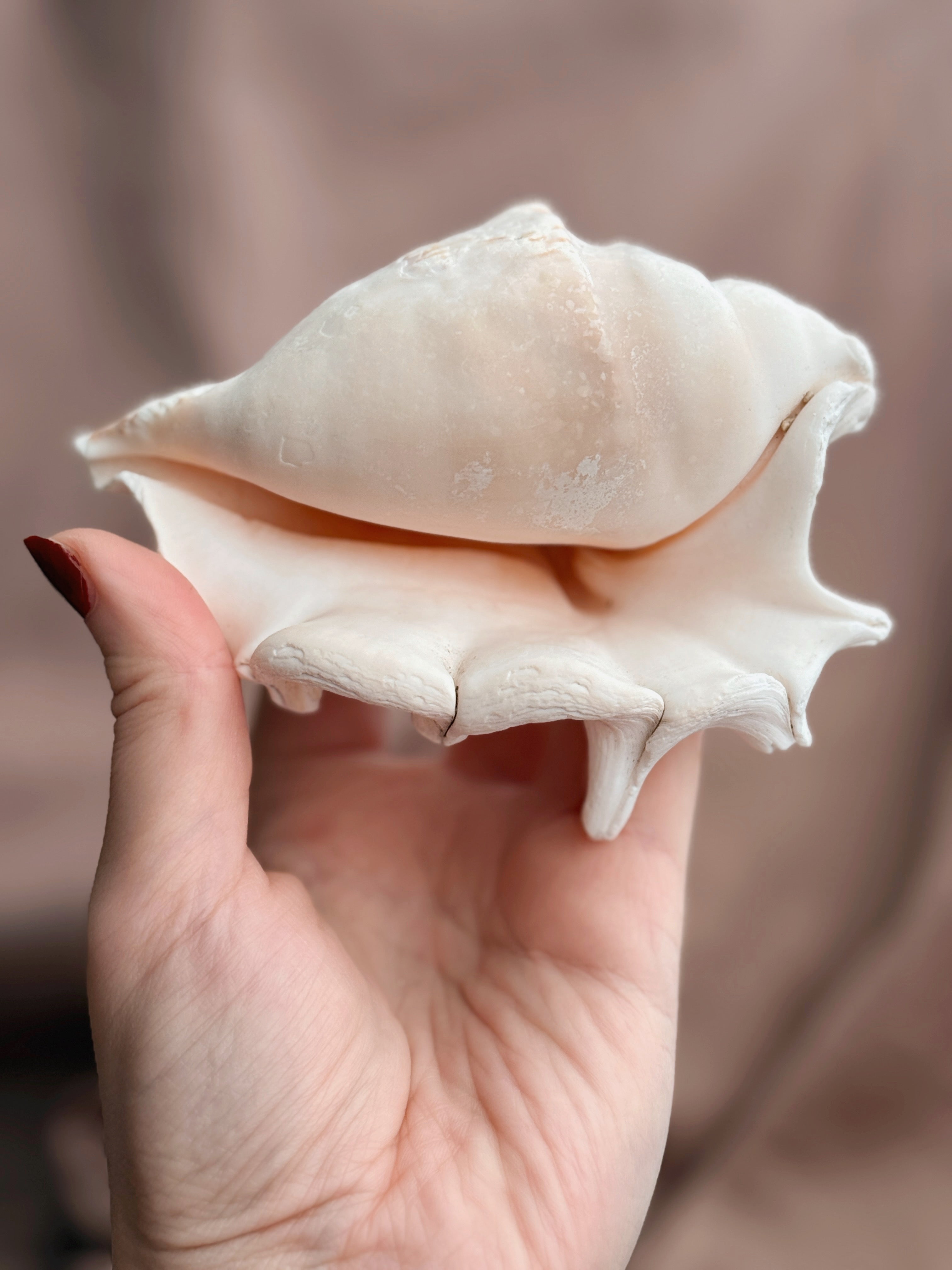 Vintage Spider Conch Shell
