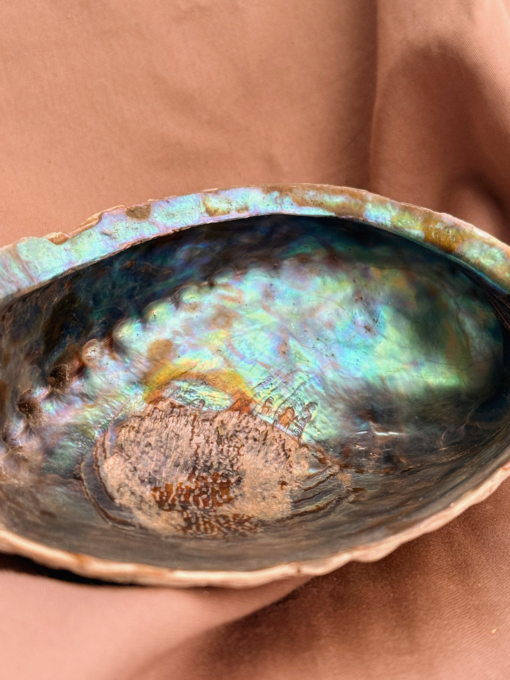 Vintage Blue Abalone Shell