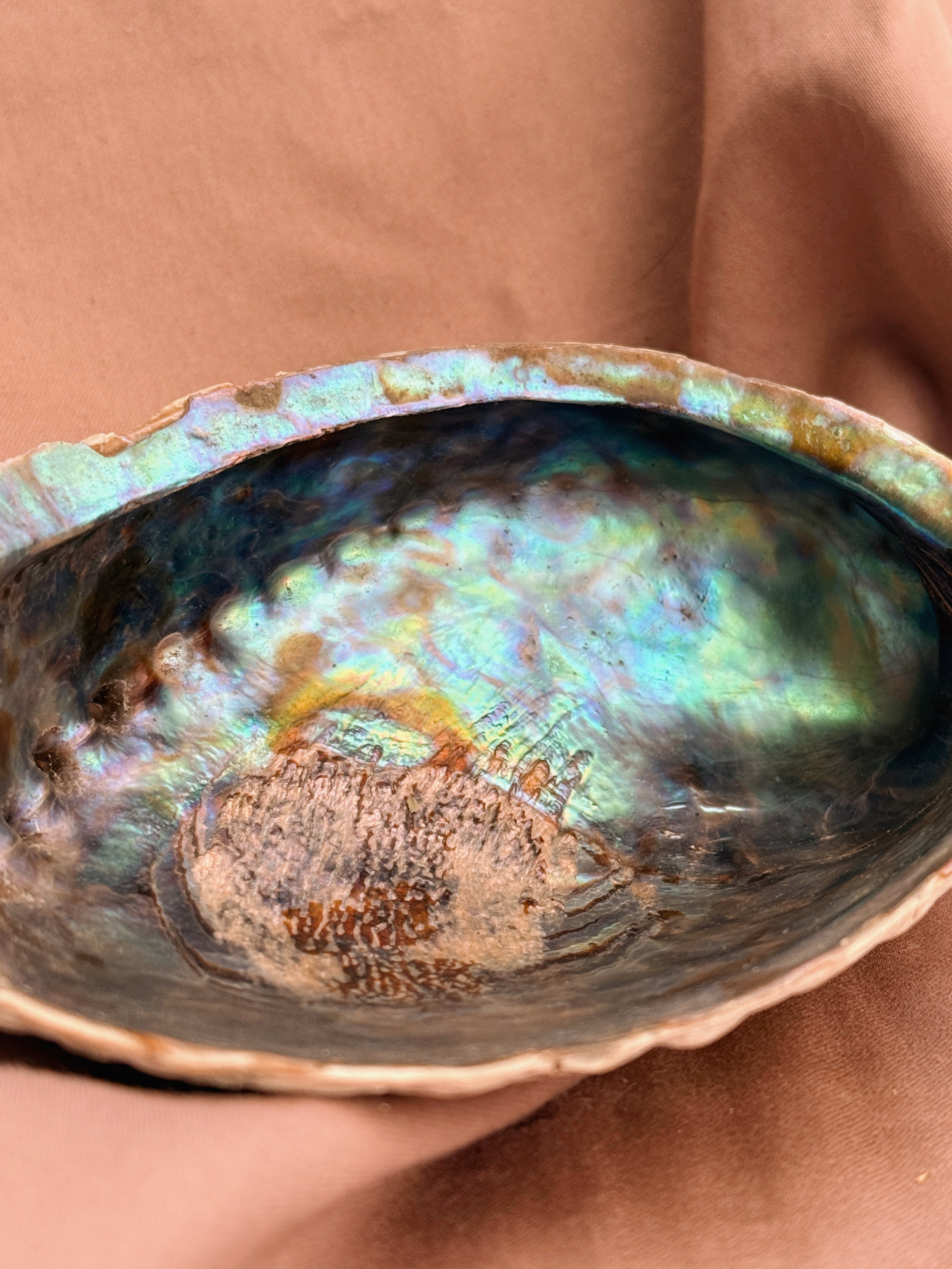 Vintage Blue Abalone Shell