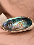 Vintage Blue Abalone Shell