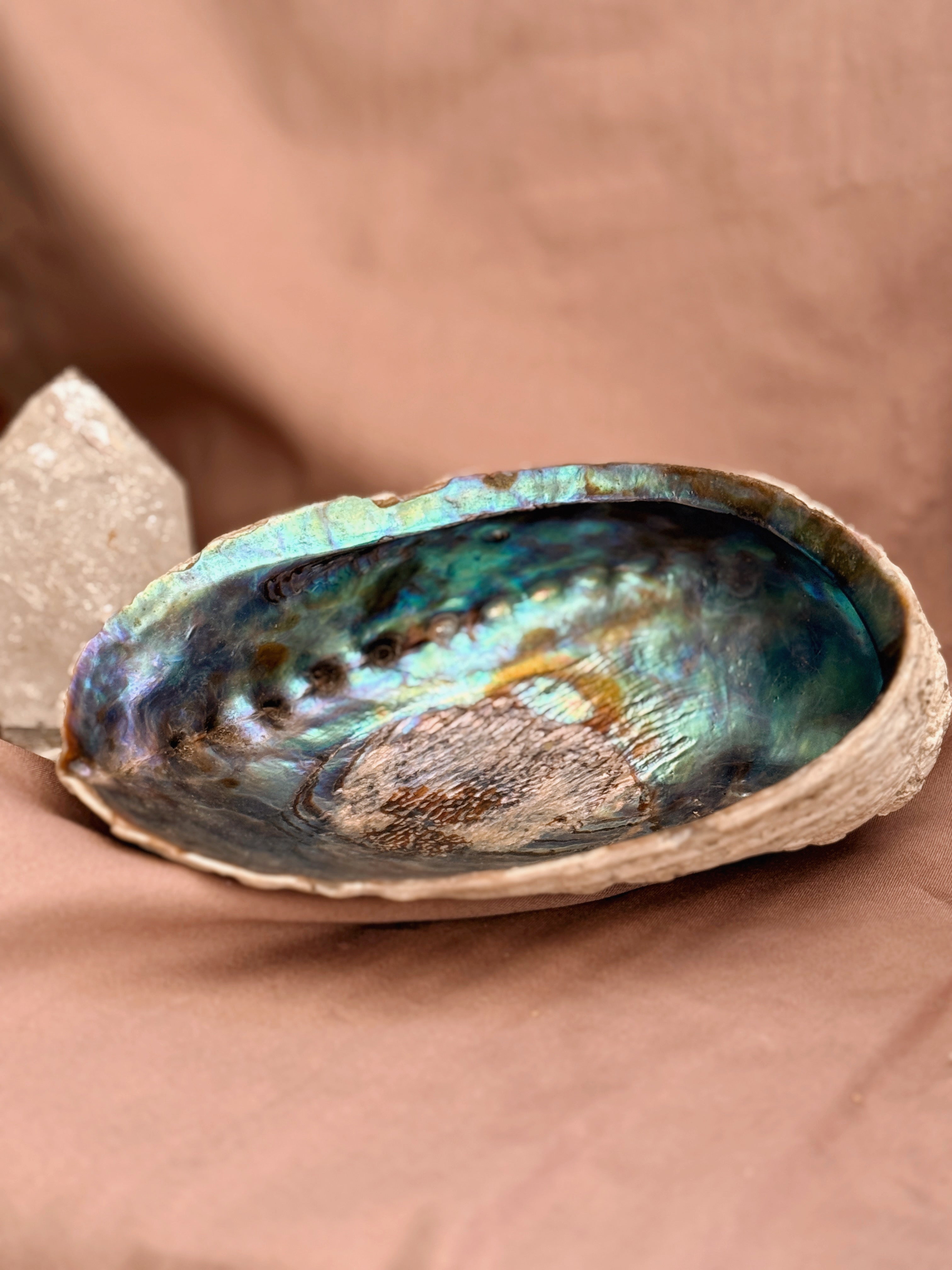 Vintage Blue Abalone Shell