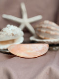 Vintage Shells
