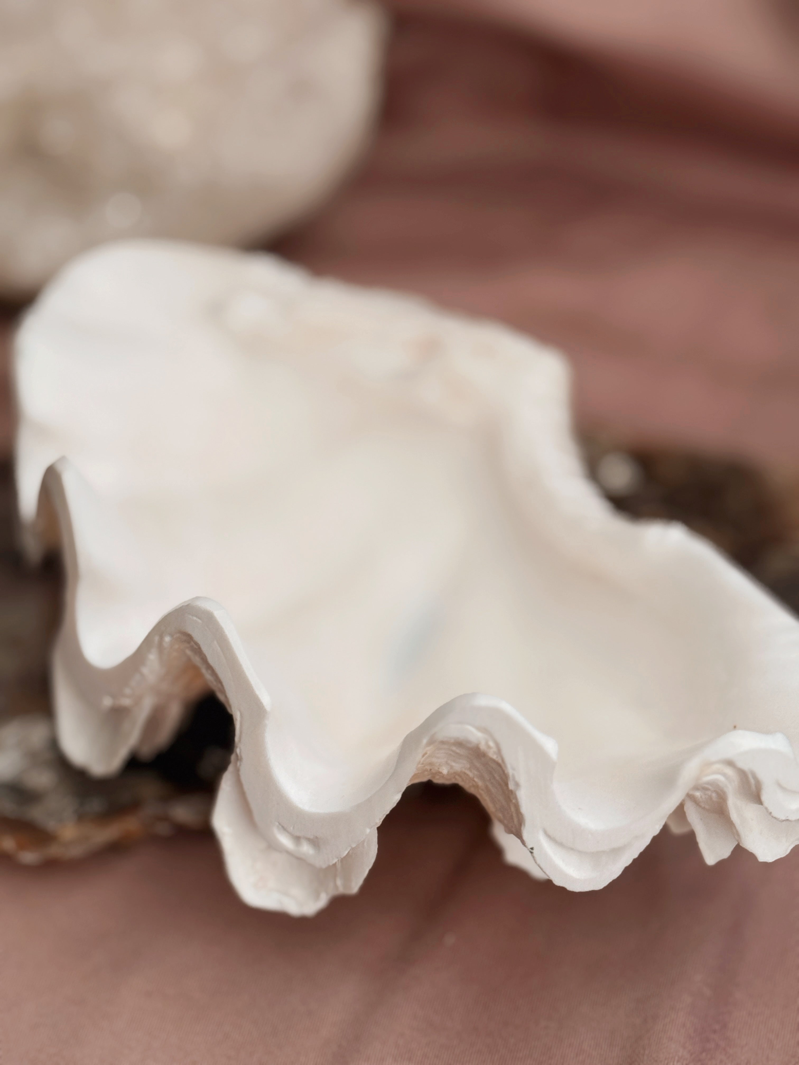 Vintage Tridacna Clam shell