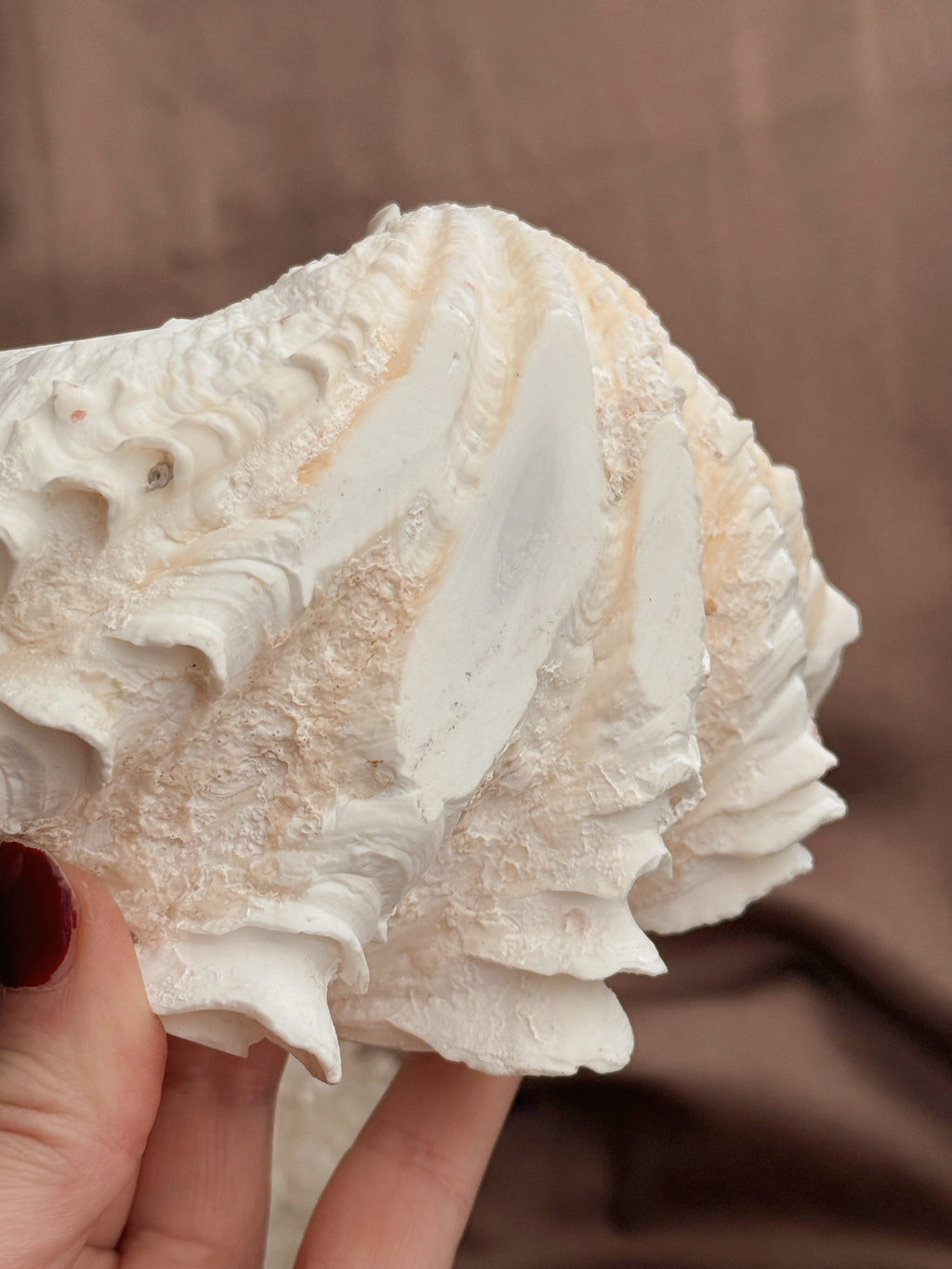 Vintage Tridacna Clam shell