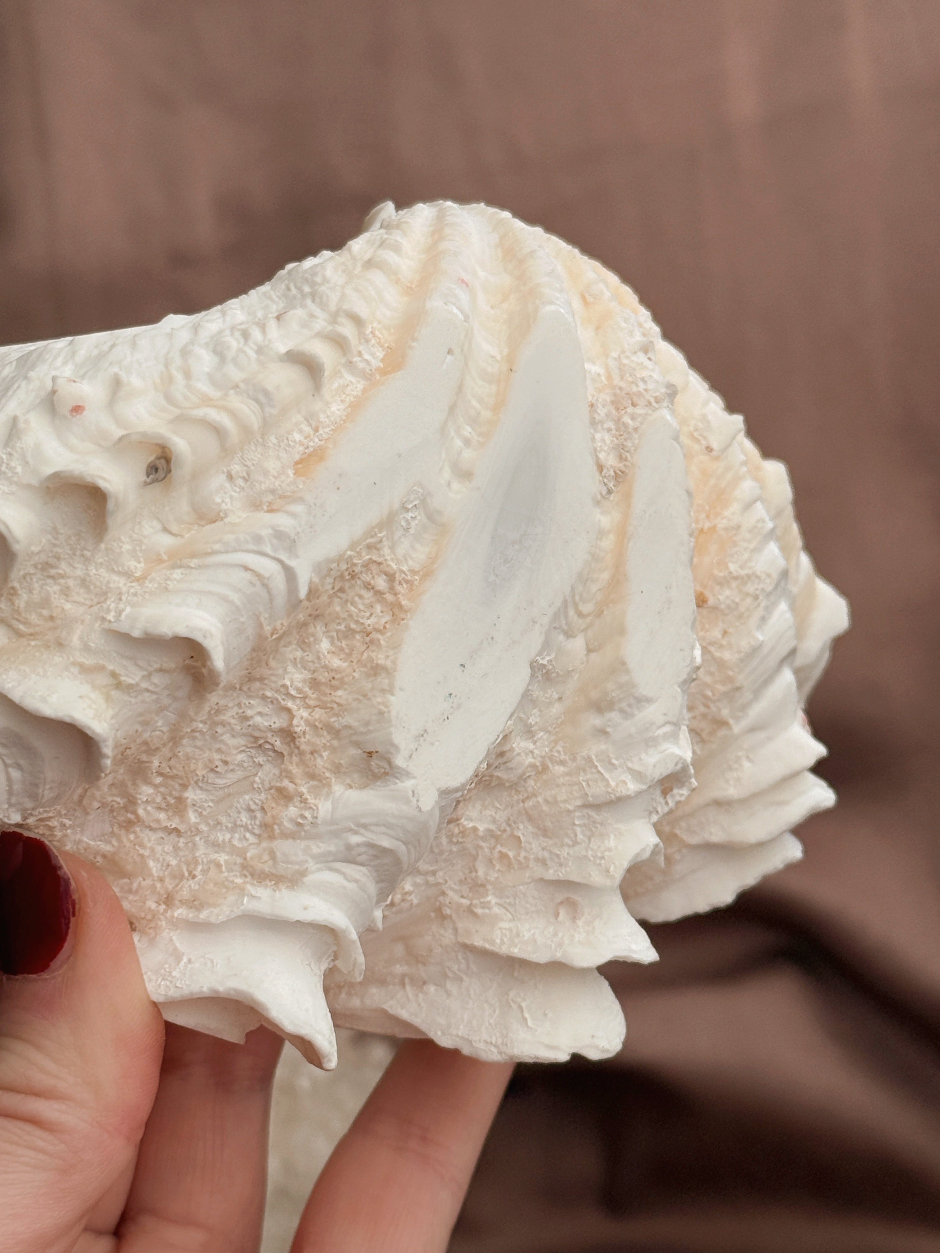Vintage Tridacna Clam shell