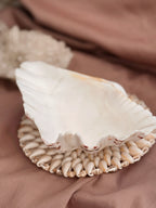 Vintage Clam Shell