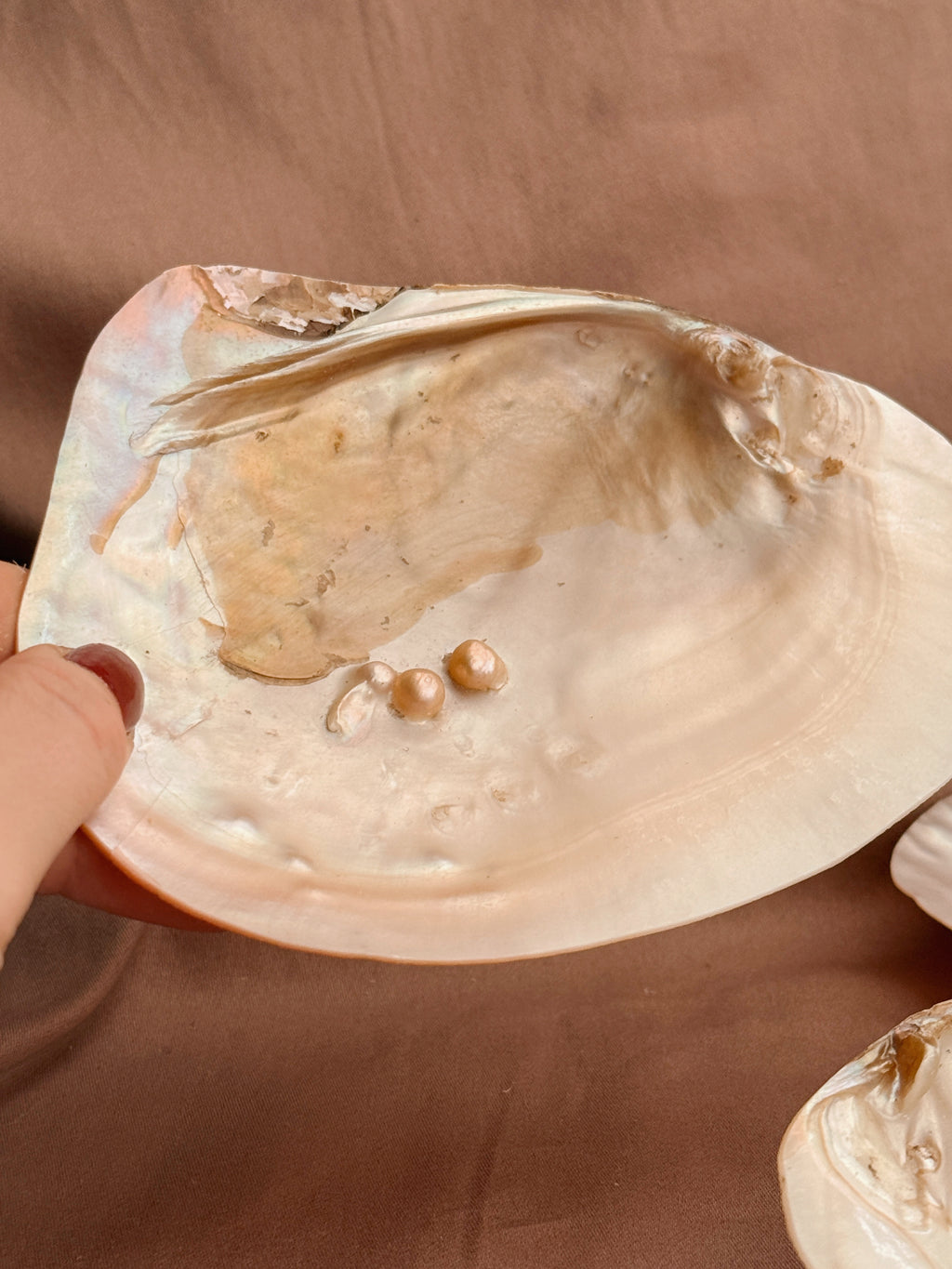 Mother of Pearl Freshwater Oyster Shell