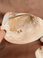 Mother of Pearl Freshwater Oyster Shell