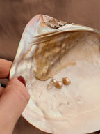 Mother of Pearl Freshwater Oyster Shell