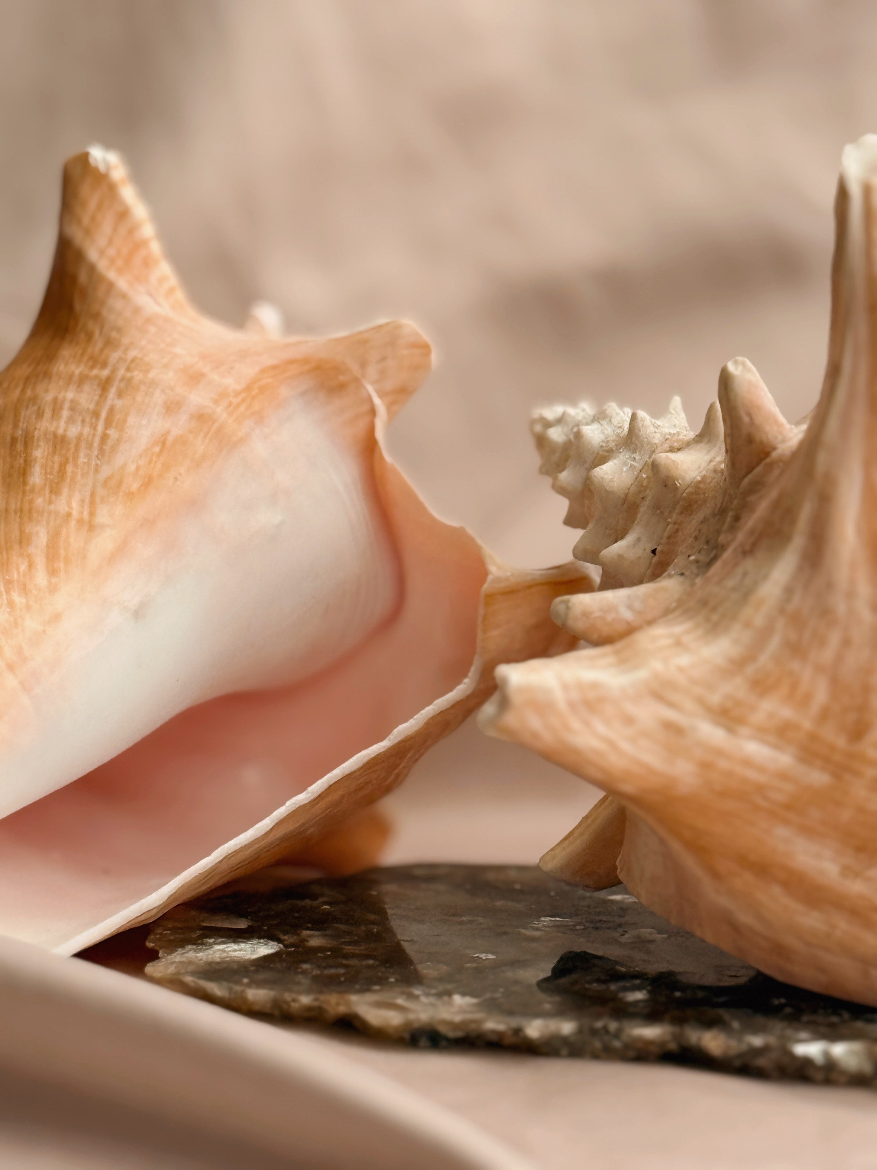 Vintage Queen Conch Shell