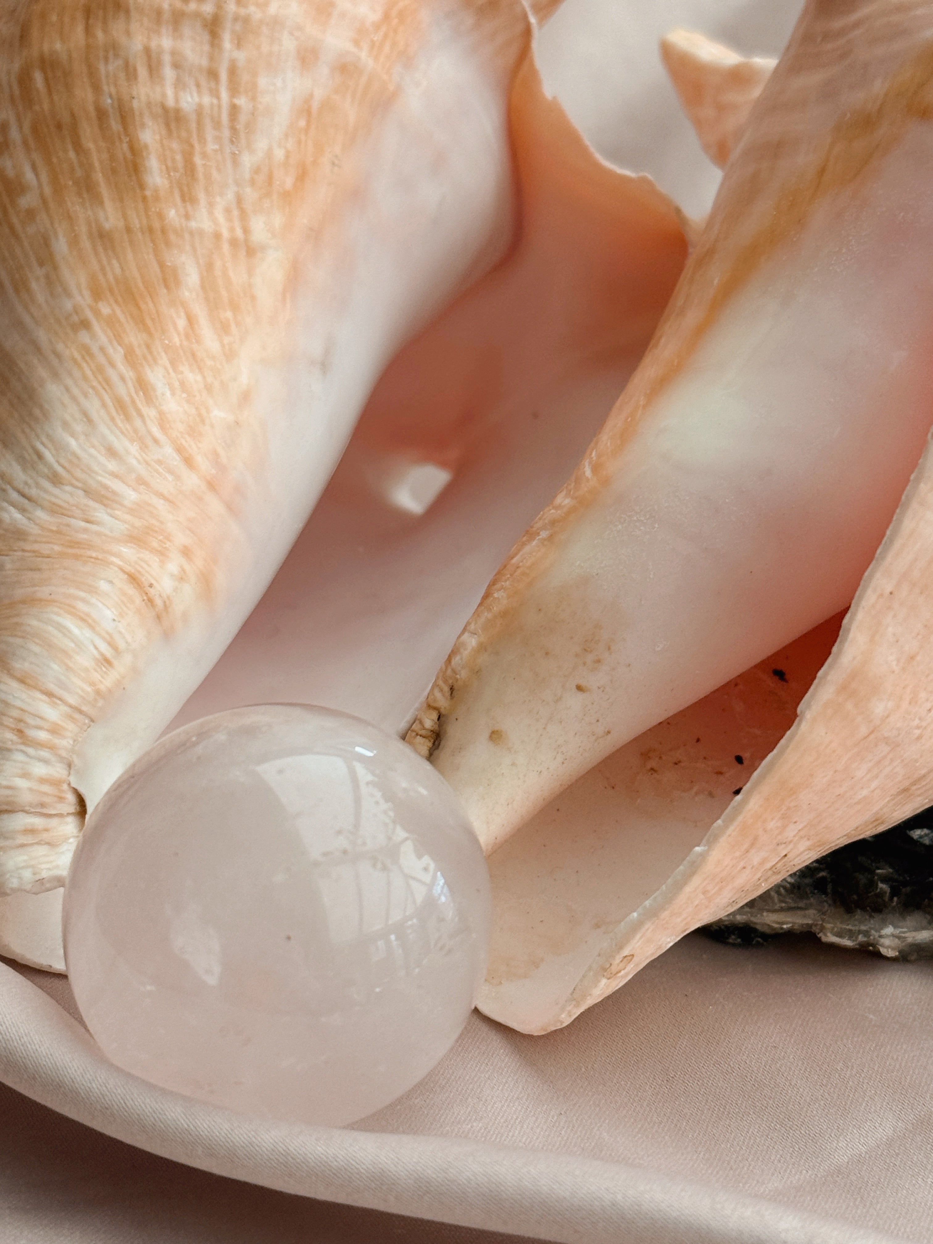Vintage Queen Conch Shell