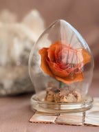 Genuine Rose Floral Dome