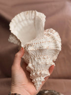 Vintage Large Shell
