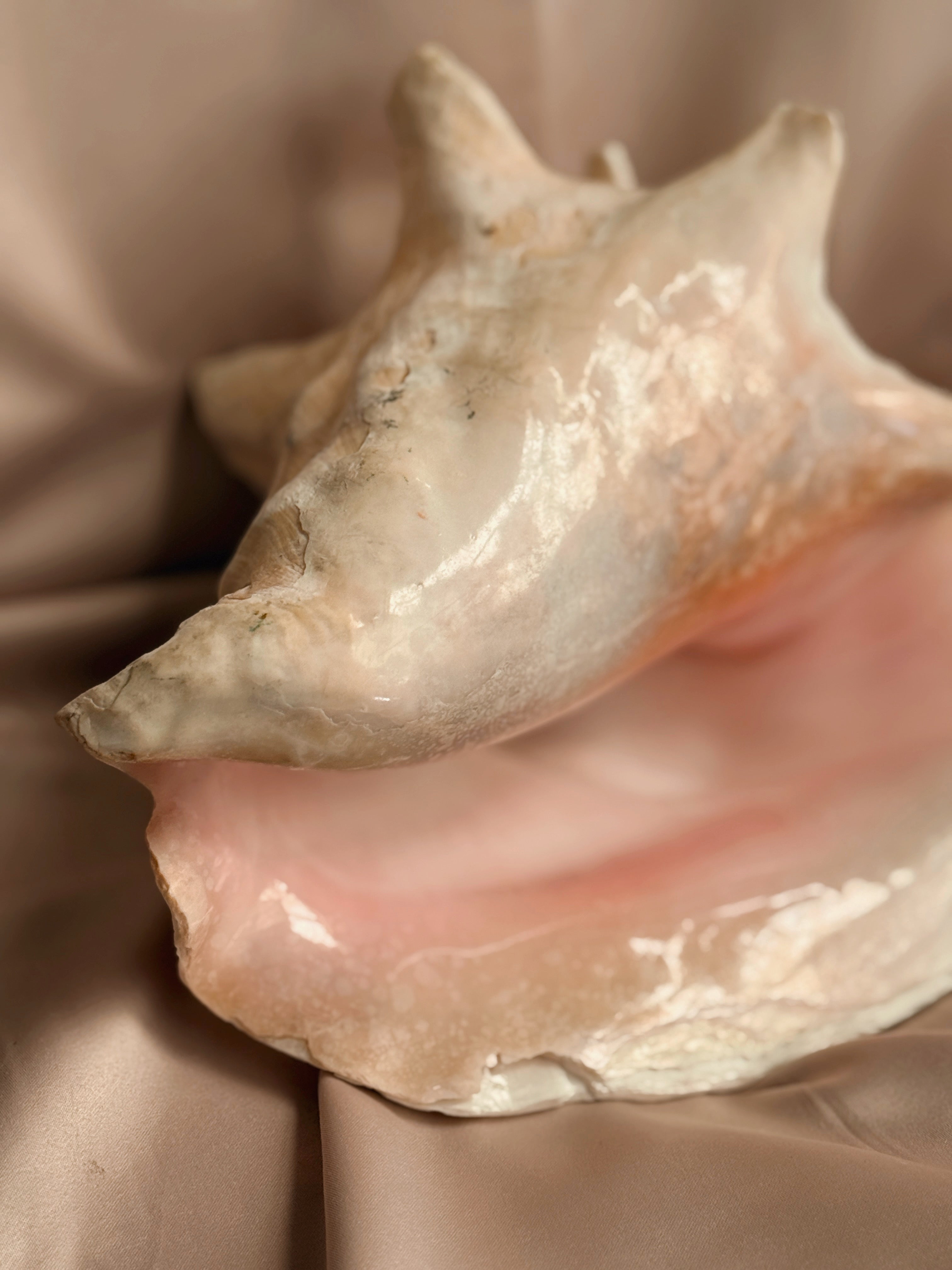 Queen Conch Shell