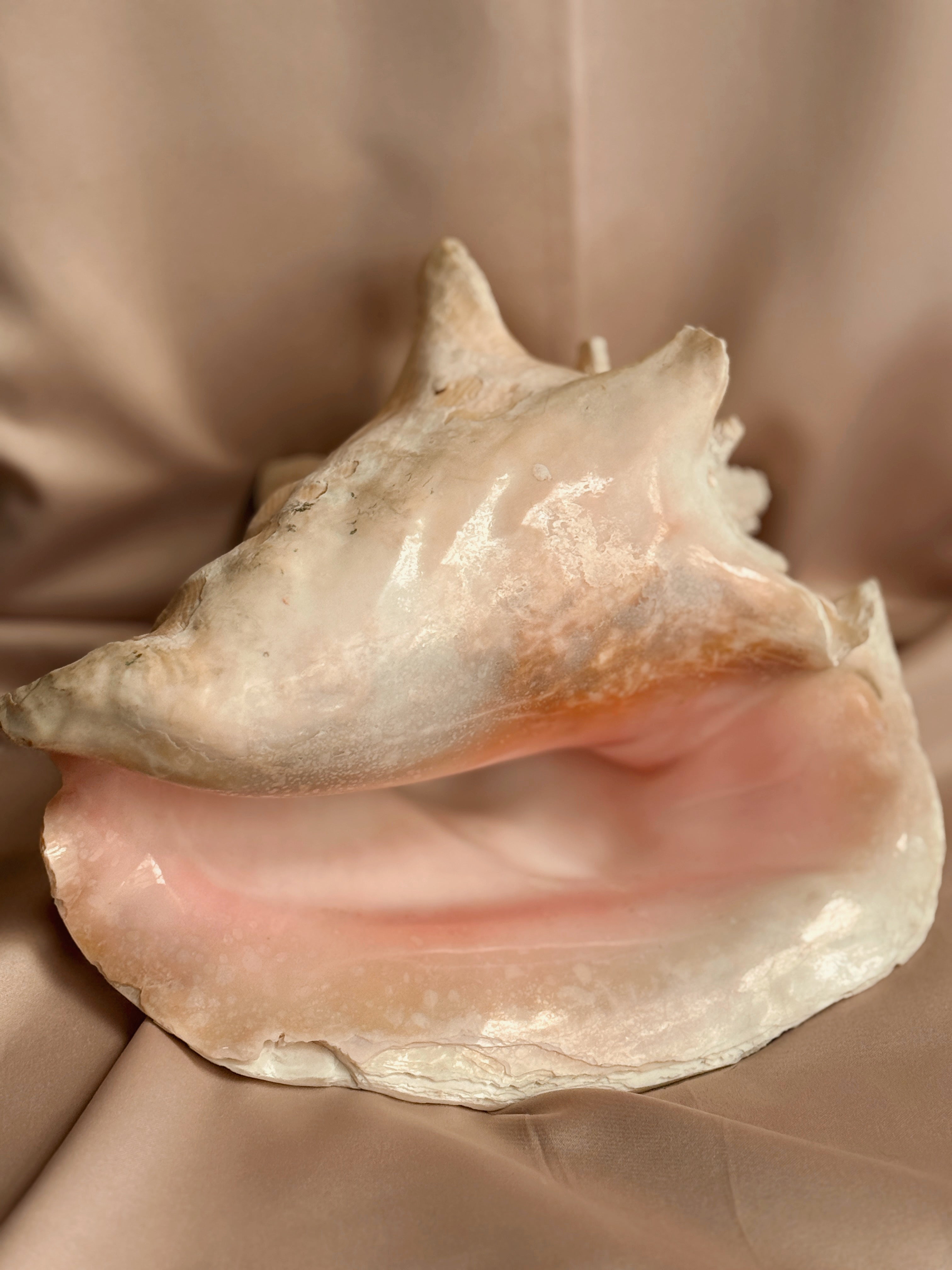 Queen Conch Shell