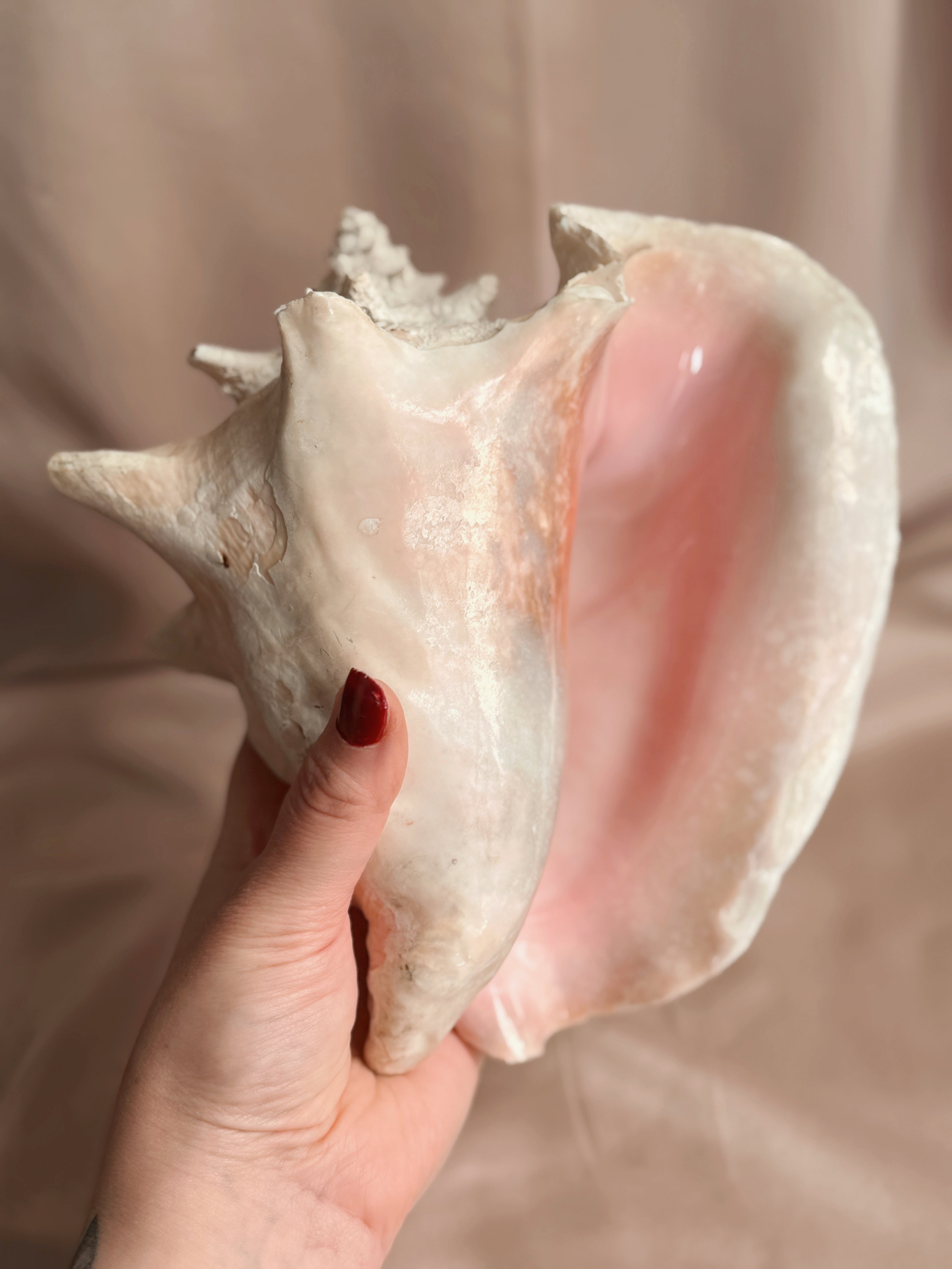 Queen Conch Shell