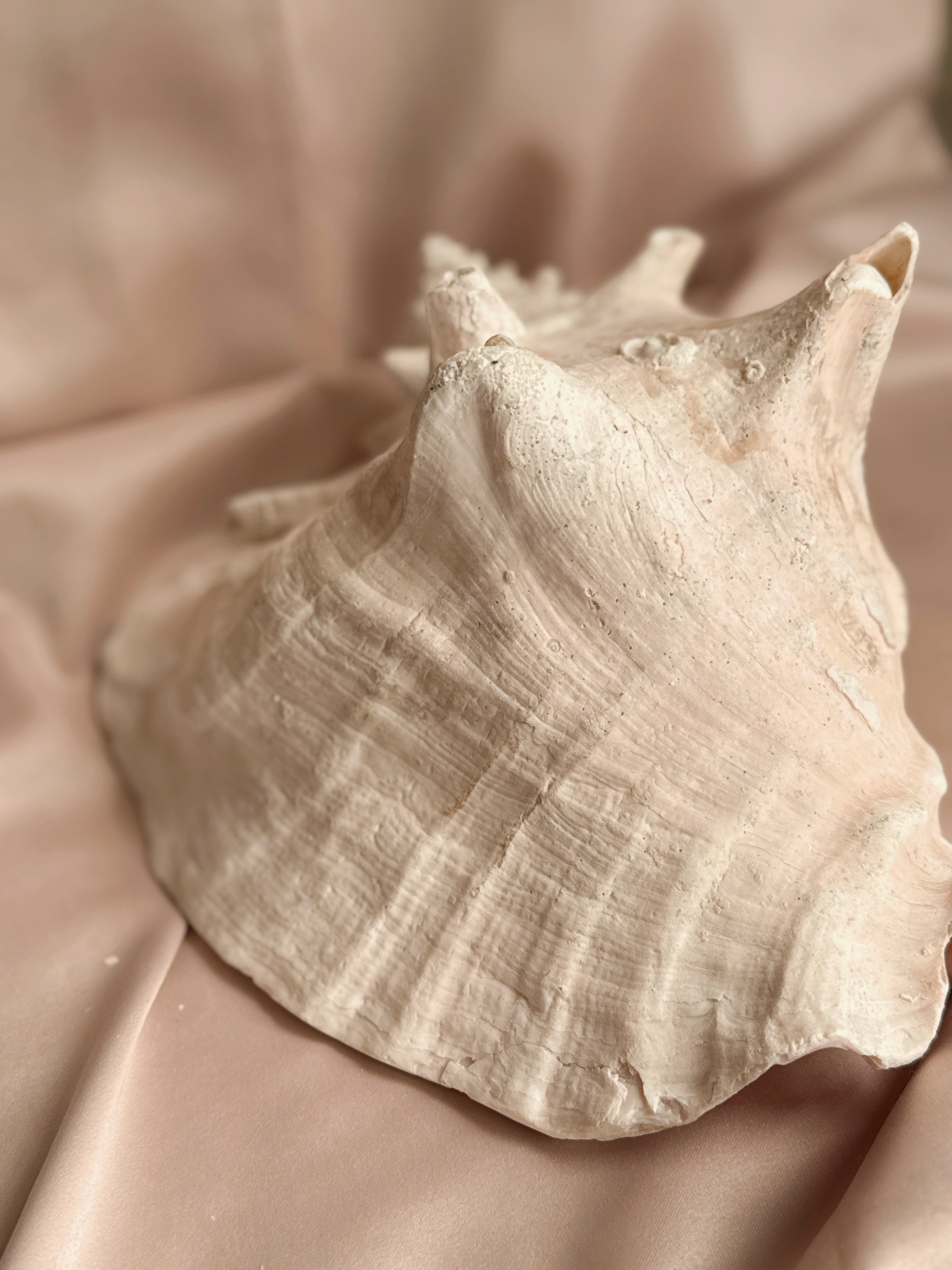 Queen Conch Shell