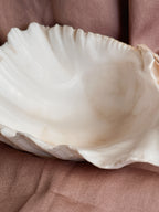 Vintage Clam Shell