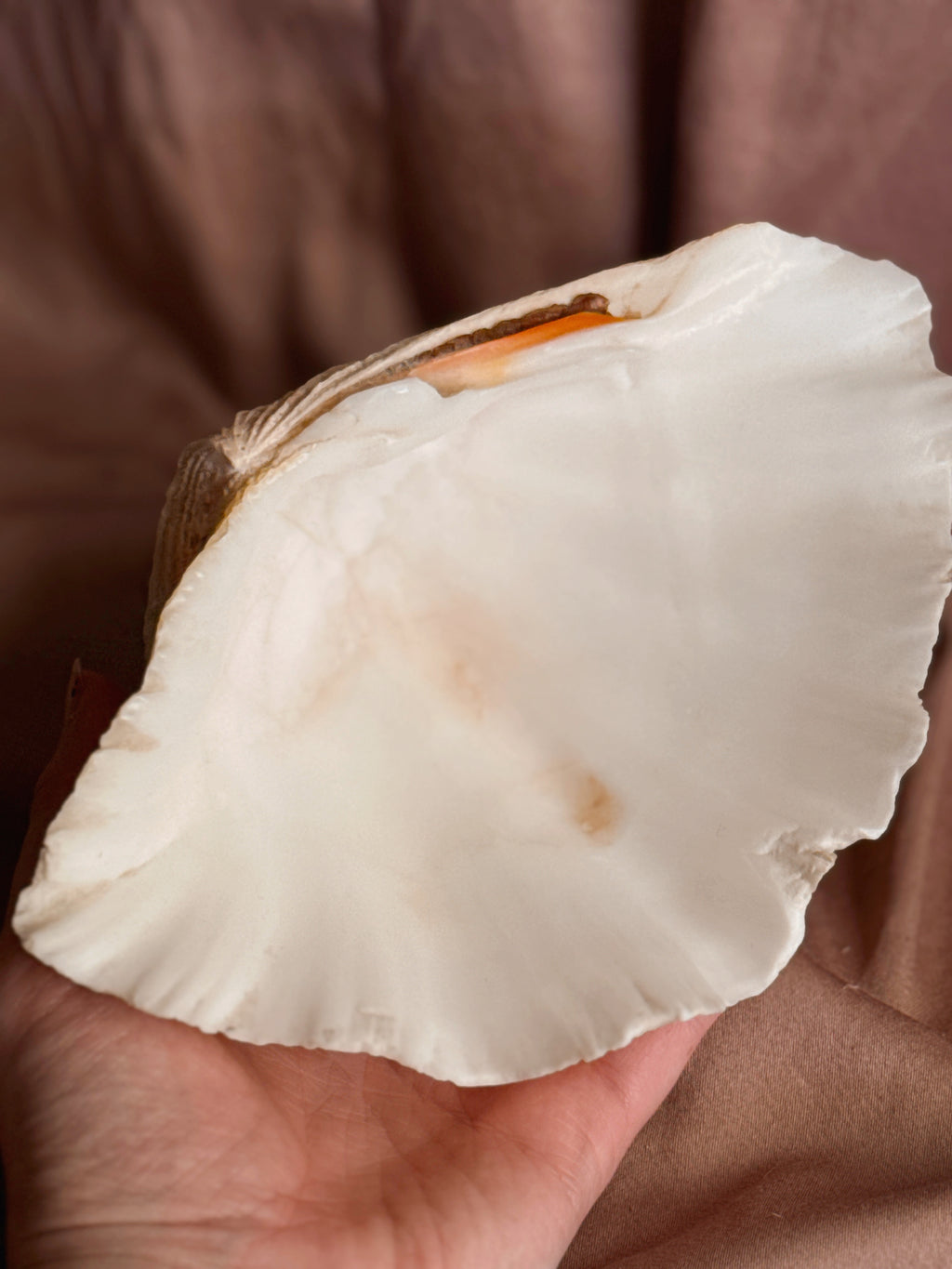 Vintage Clam Shell