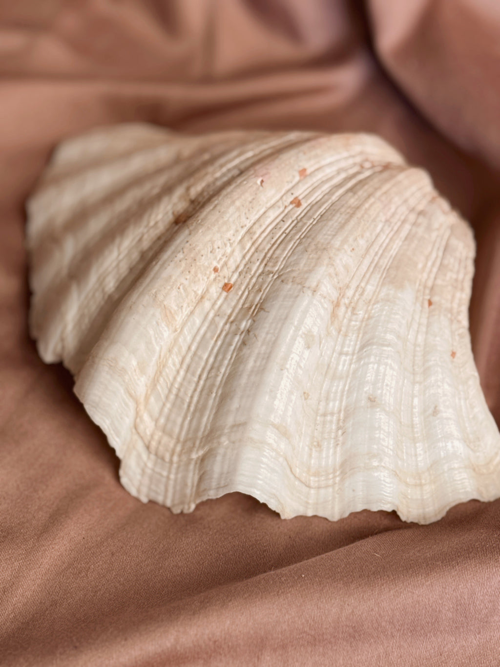 Vintage Clam Shell