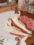 Deer Jaw Bone Pair