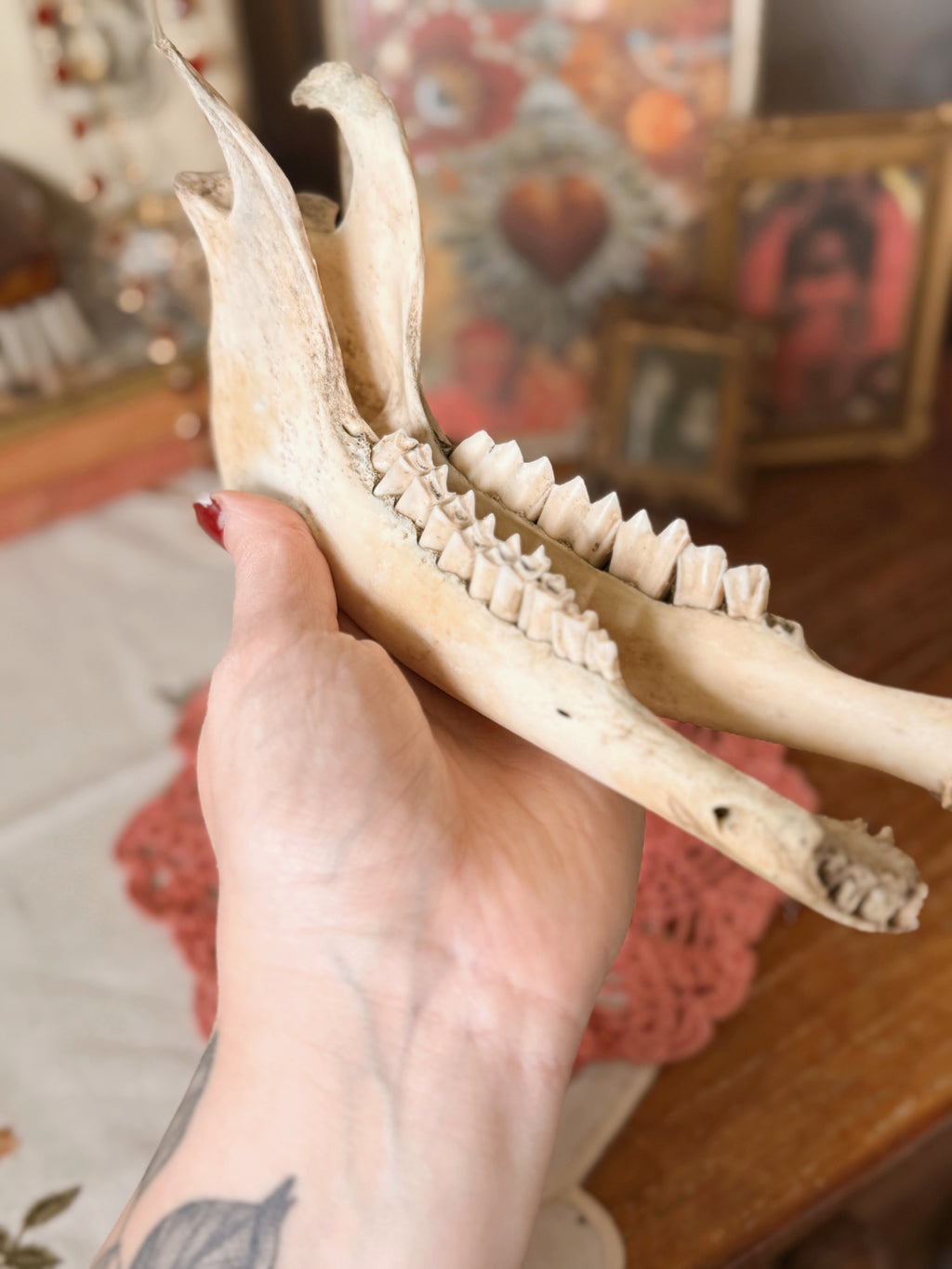 Deer Jaw Bone Pair